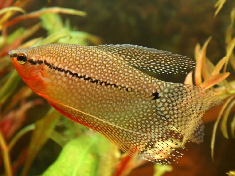 Pearl Gourami