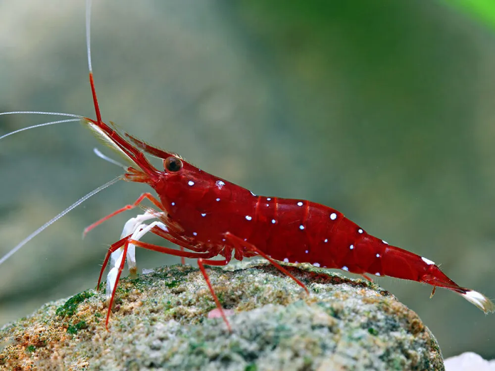 Sulawesi Cardinal Shrimp