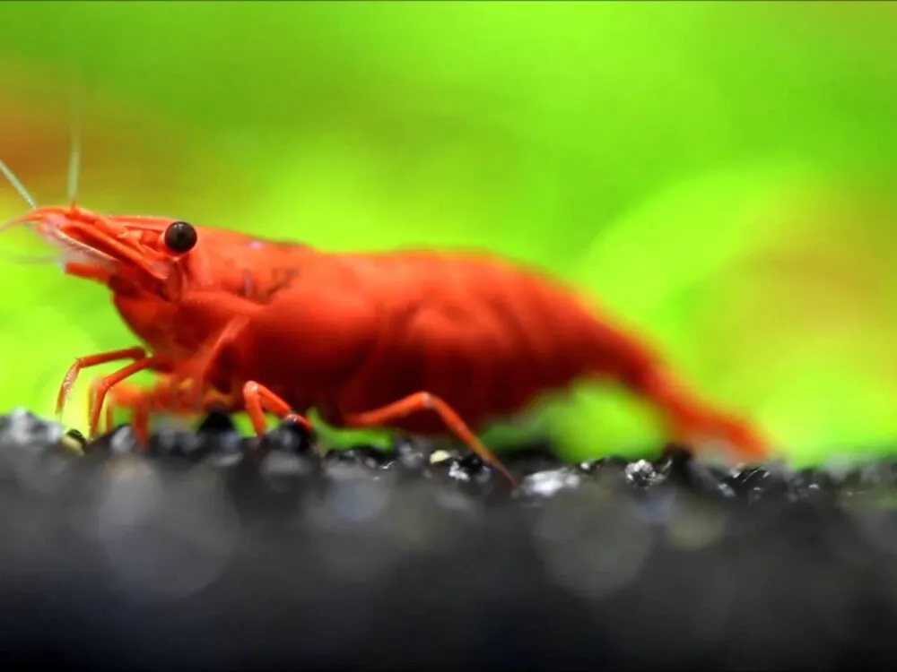 Cherry Shrimp