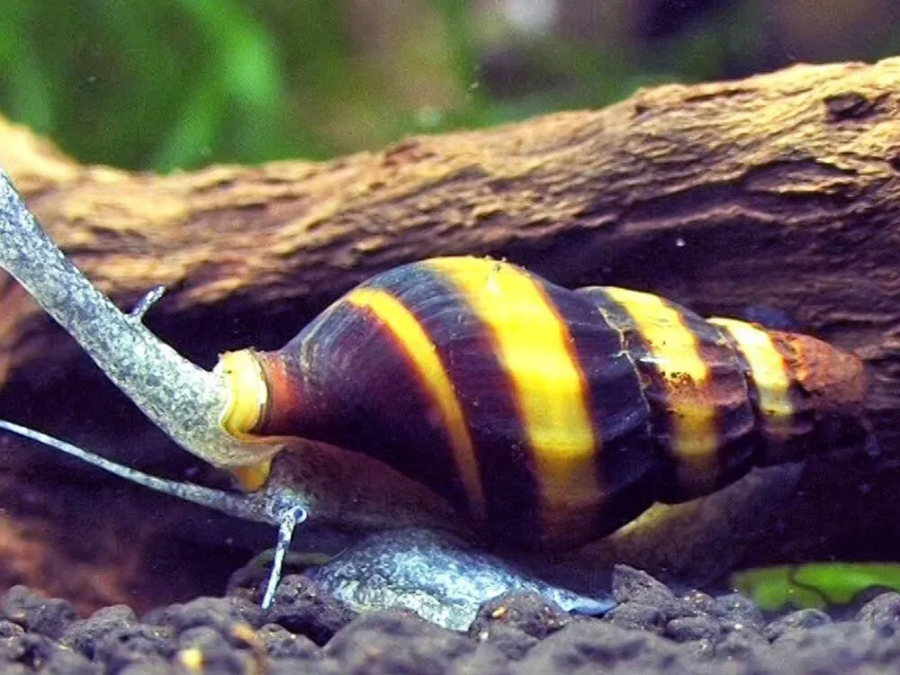 Assassin Snail