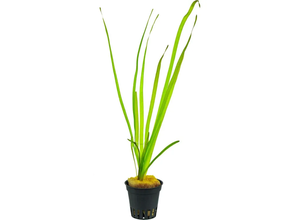 Straight Vallisneria