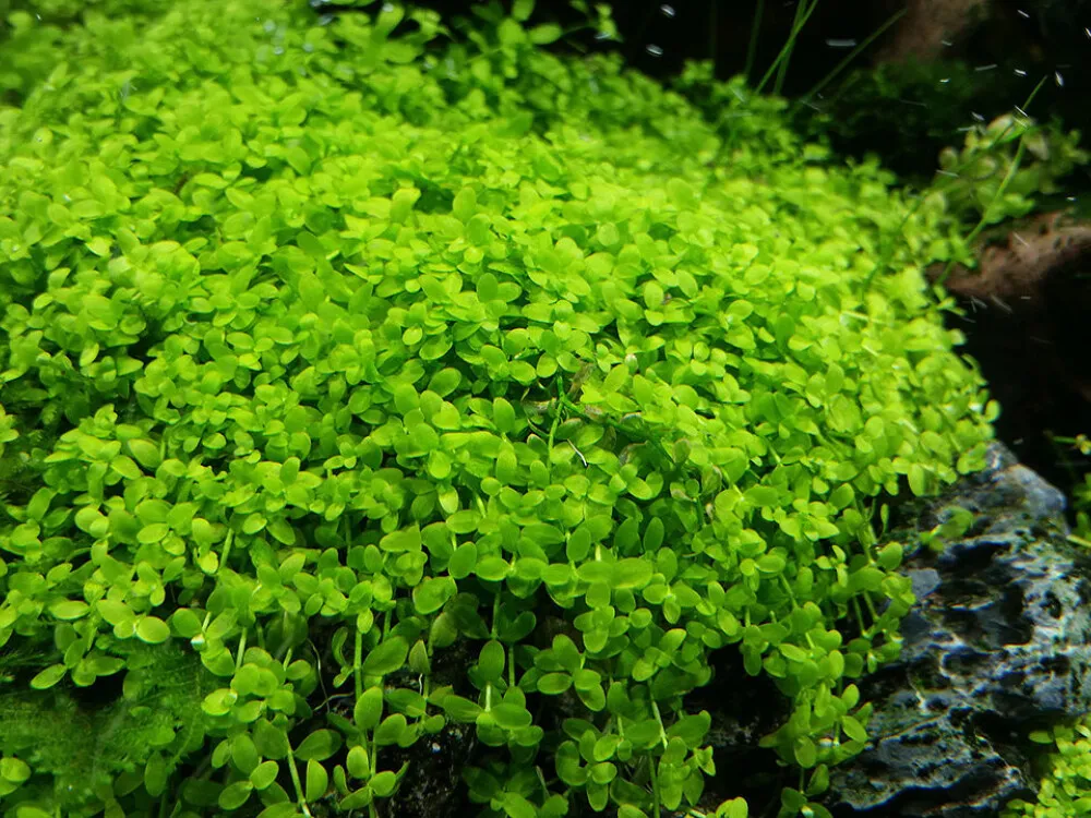Monte Carlo