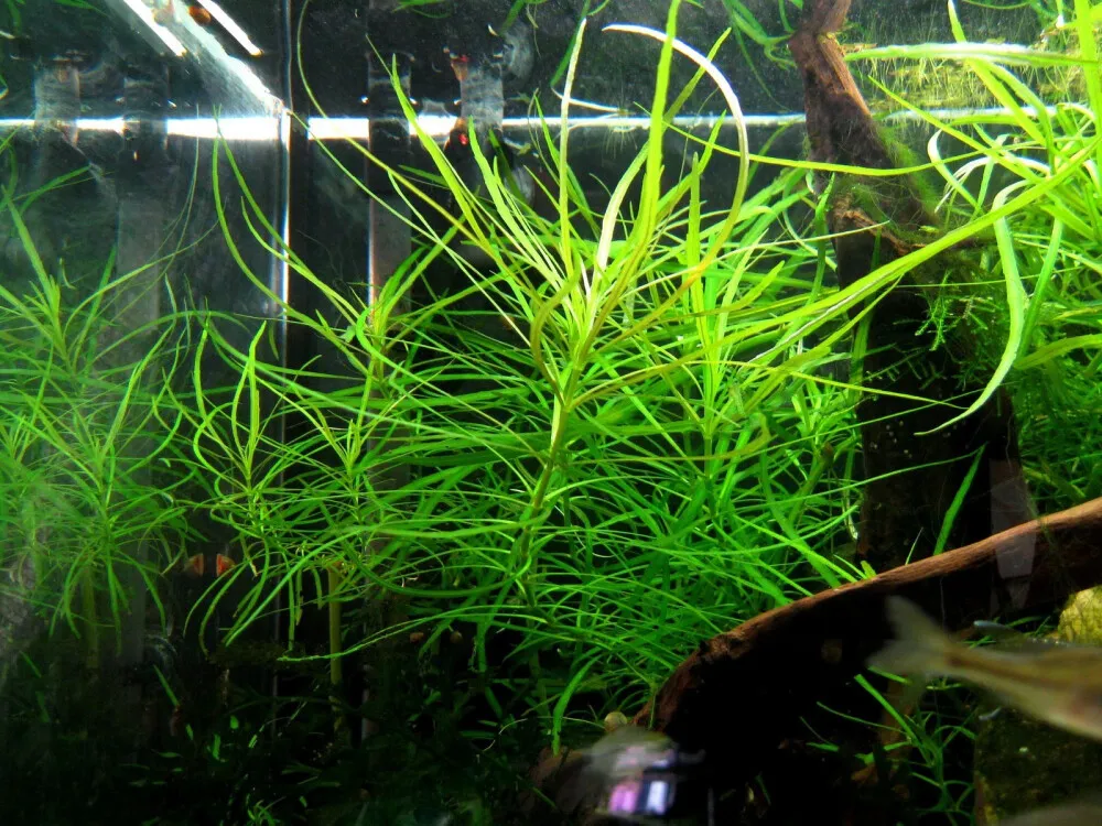 Octopus Pogostemon