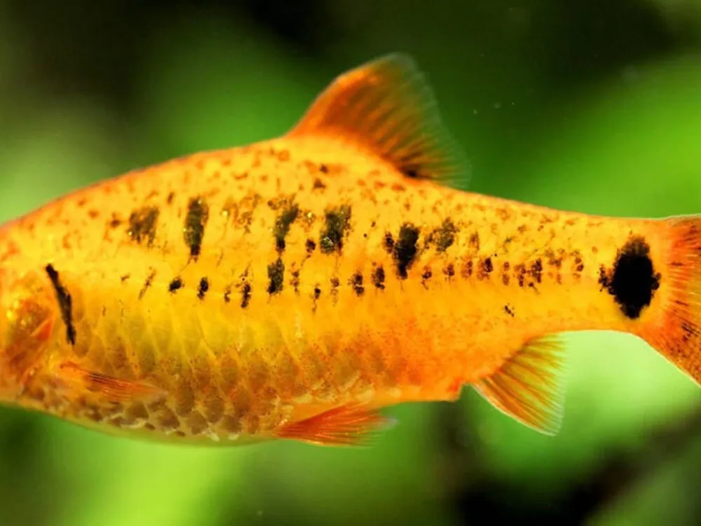 Gold Barb