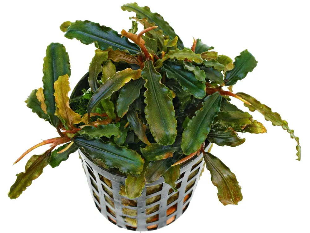 Bucephalandra
