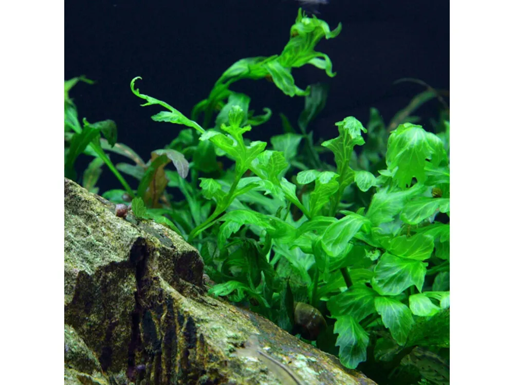 African Water Fern