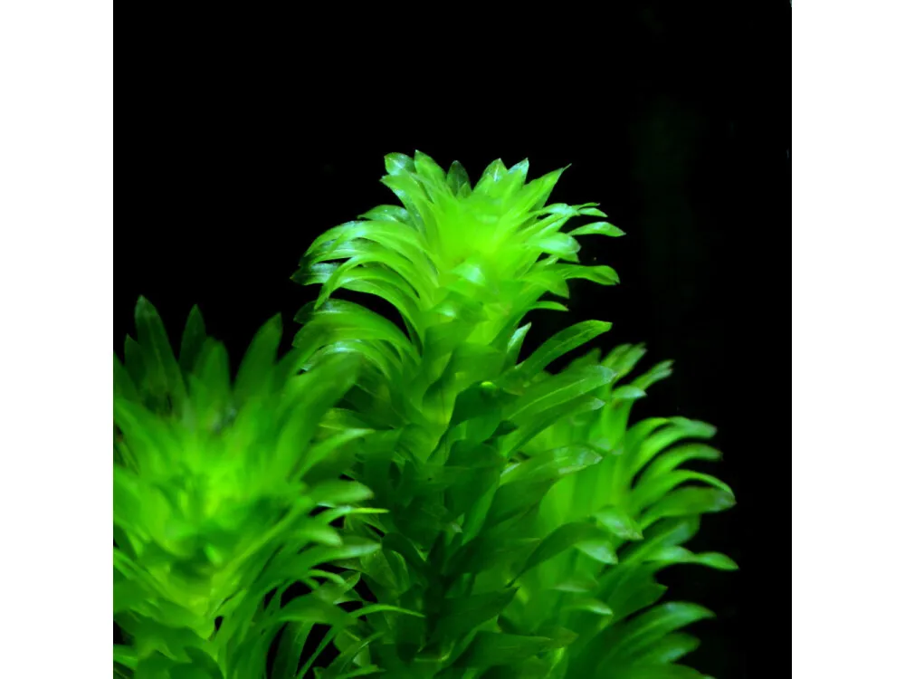 Canadian Waterweed
