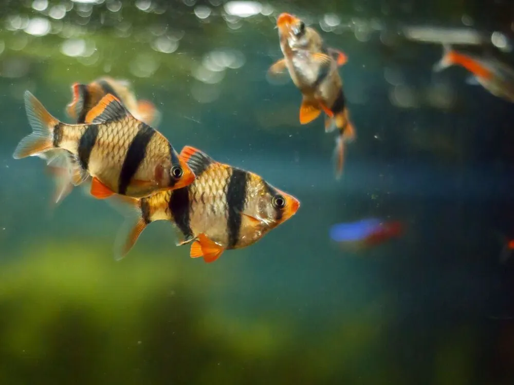 Tiger Barb