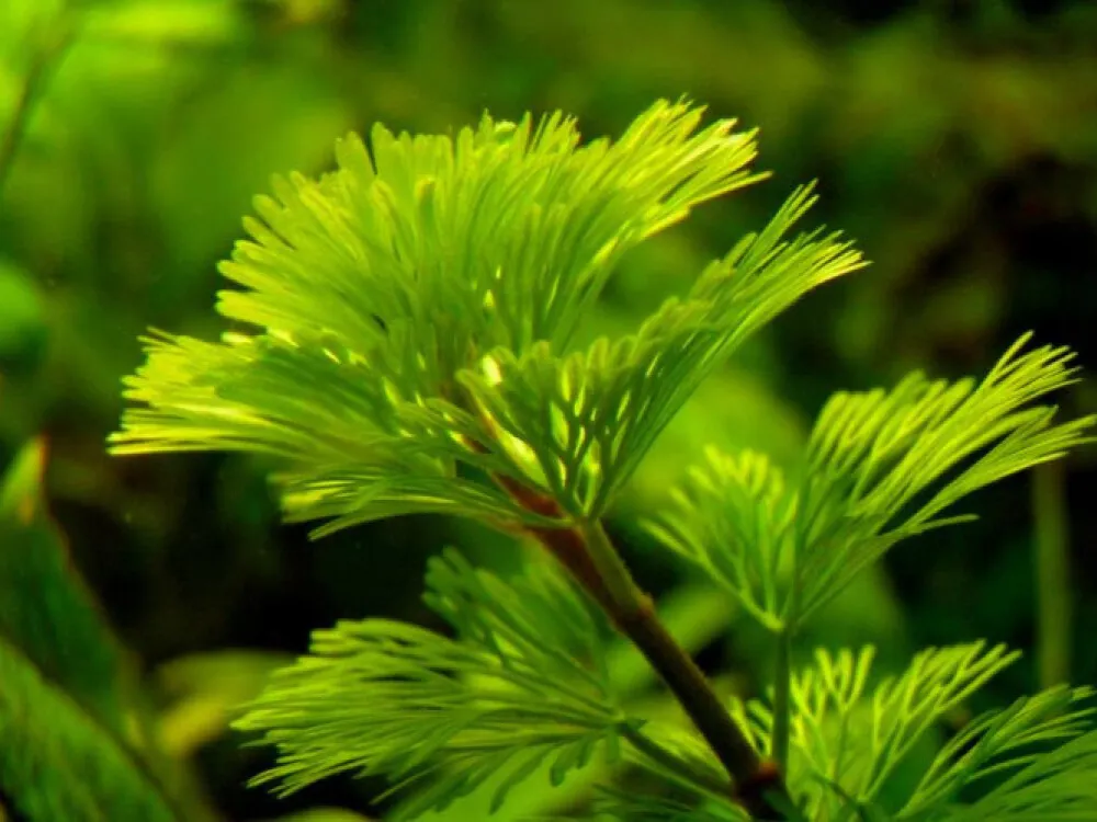 Green Cabomba