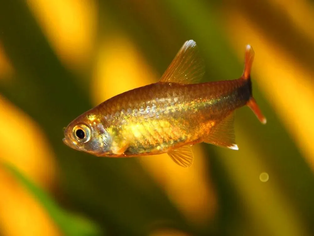 Silver-tipped Tetra