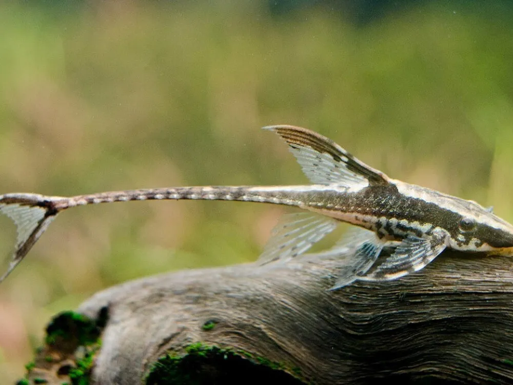 Panamanian Whiptail
