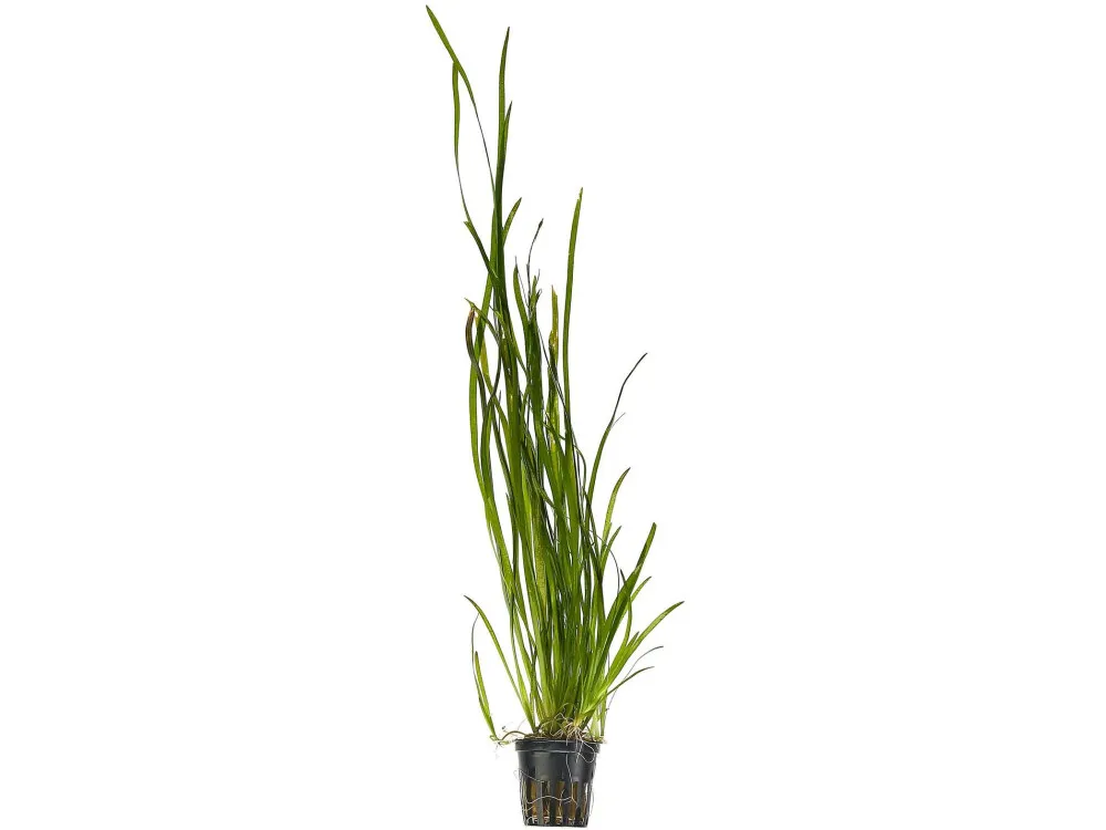 Dwarf Vallisneria