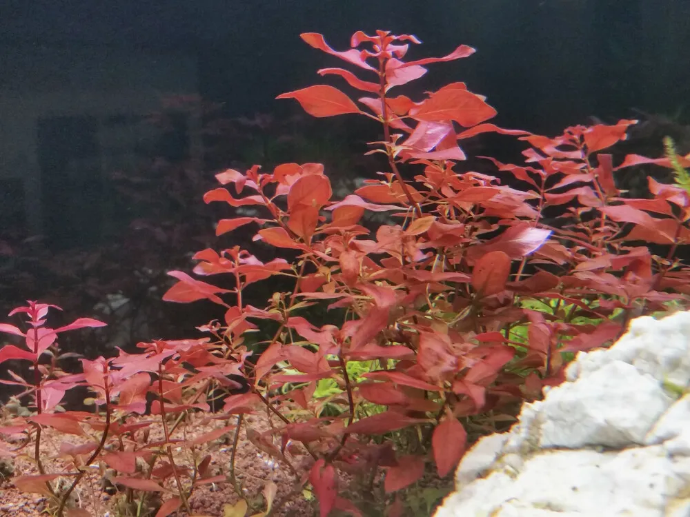 Marsh Ludwigia