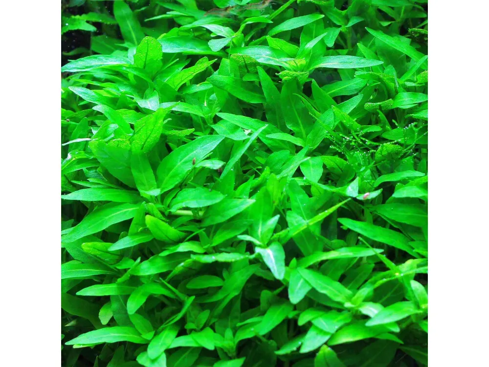 Staurogyne Repens