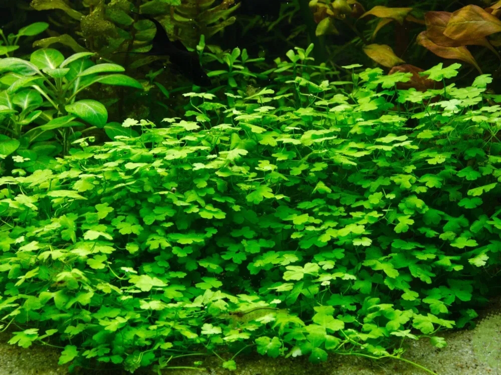 Japanese Hydrocotyle
