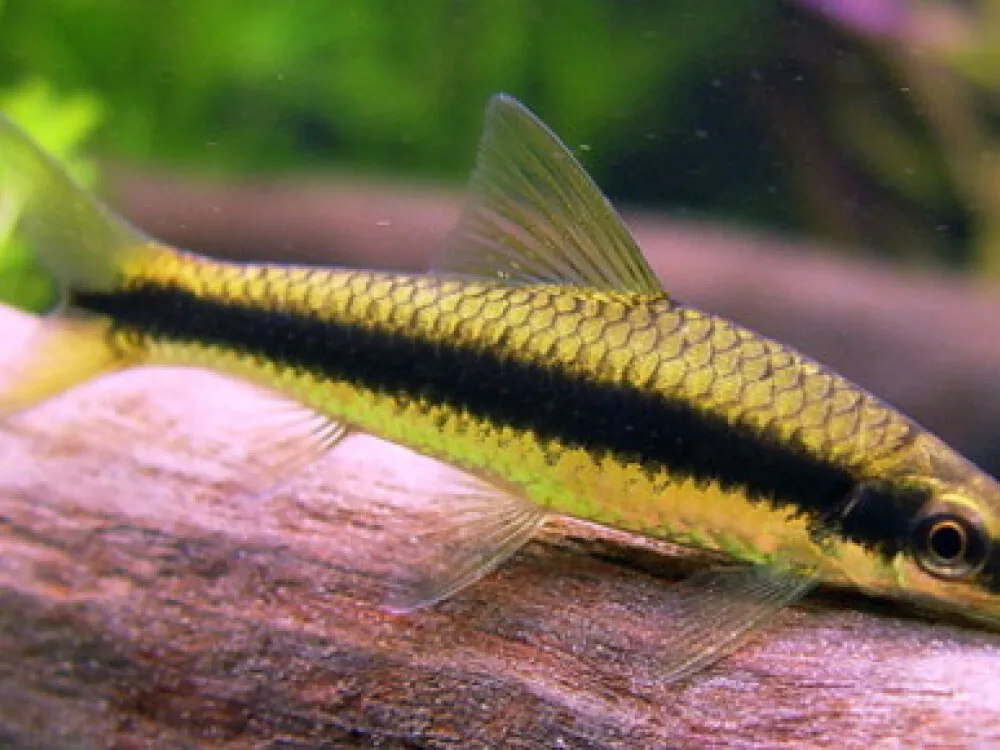 Siamese Algae Eater