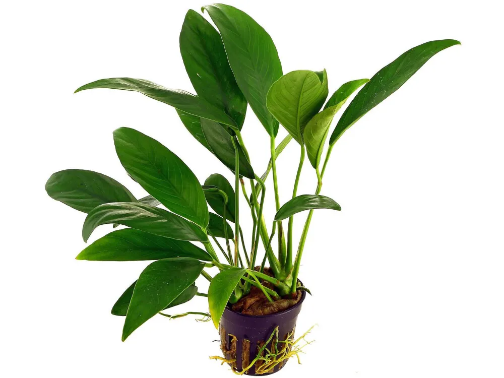 Narrow Leaf Anubias