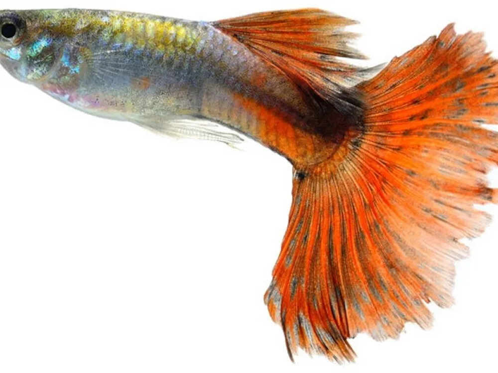 Guppy