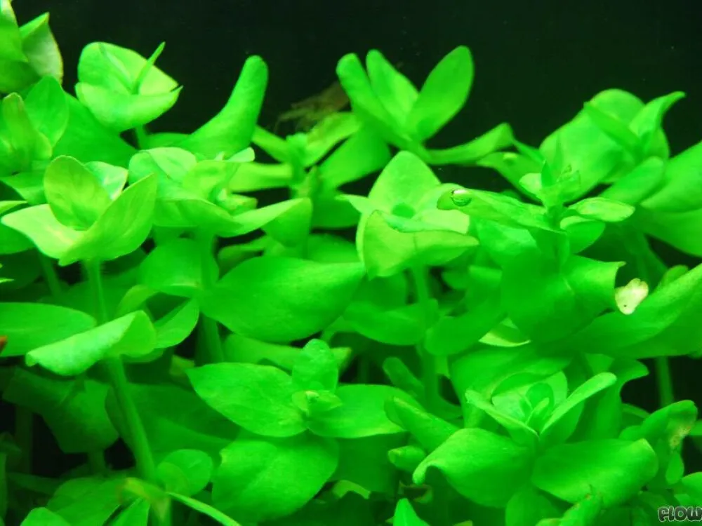 Wooly Bacopa