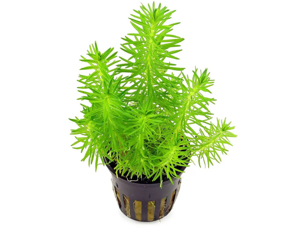 Pogostemon Erectus