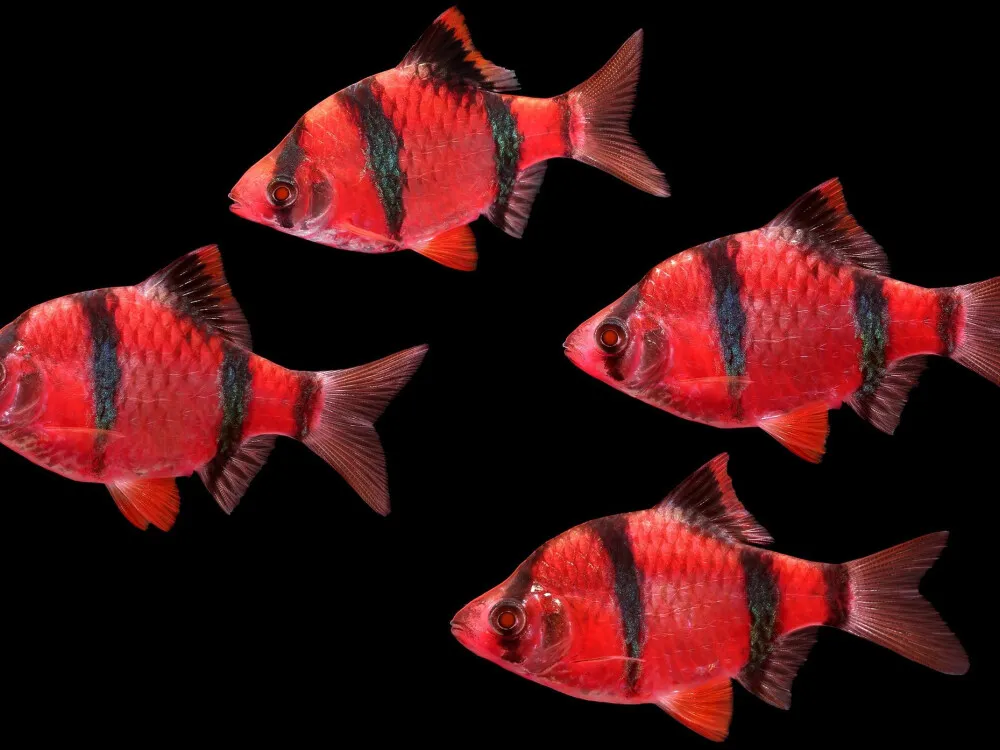 Tiger Barb