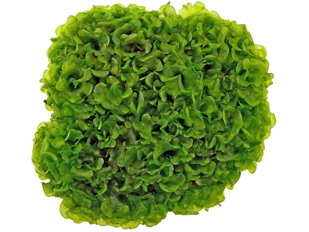 Crocodile Fern