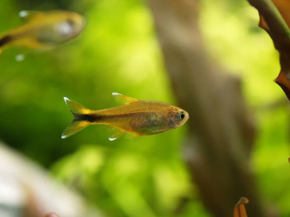 Silver-tipped Tetra