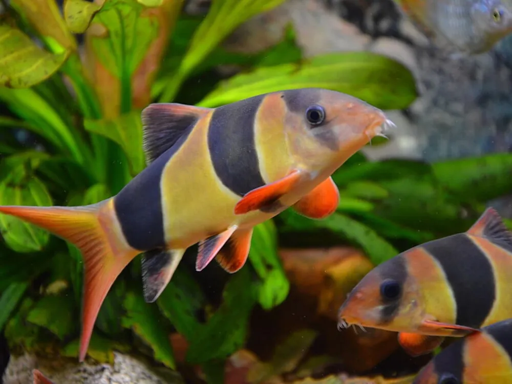 Clown Loach