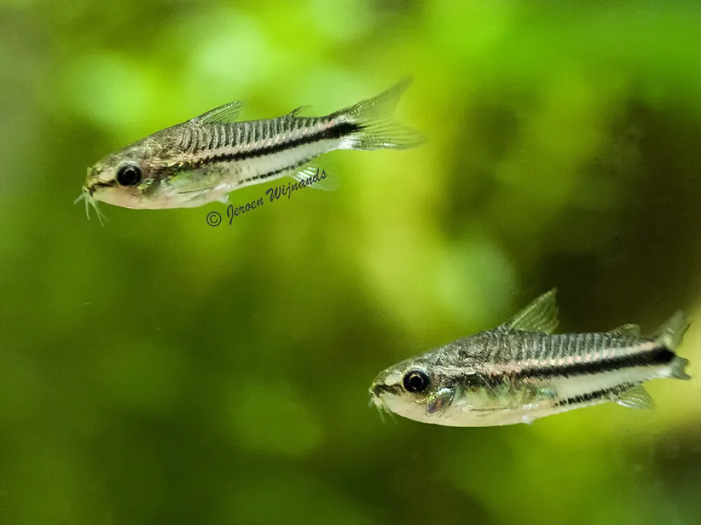 Pygmy Corydoras