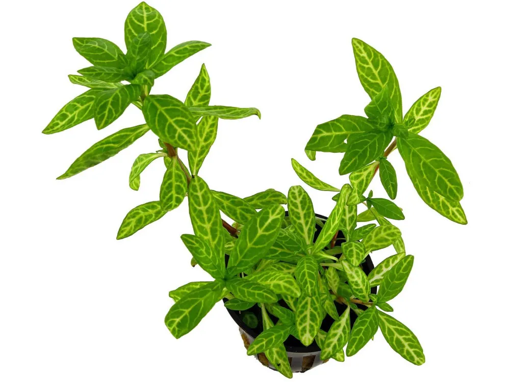 Dwarf Hygrophila