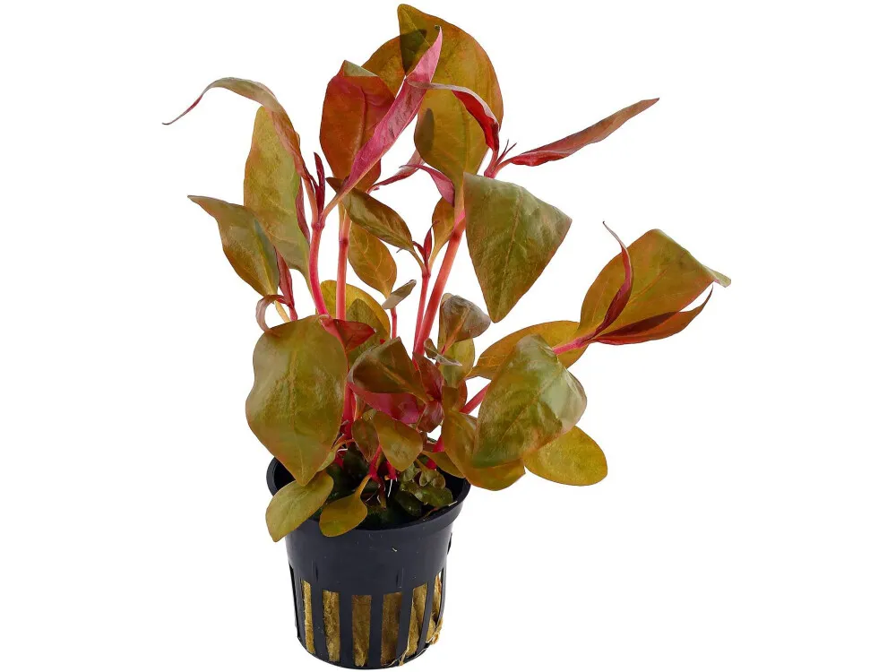 Lilac Alternanthera