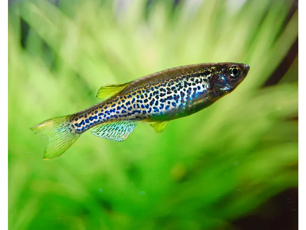Zebra Danio