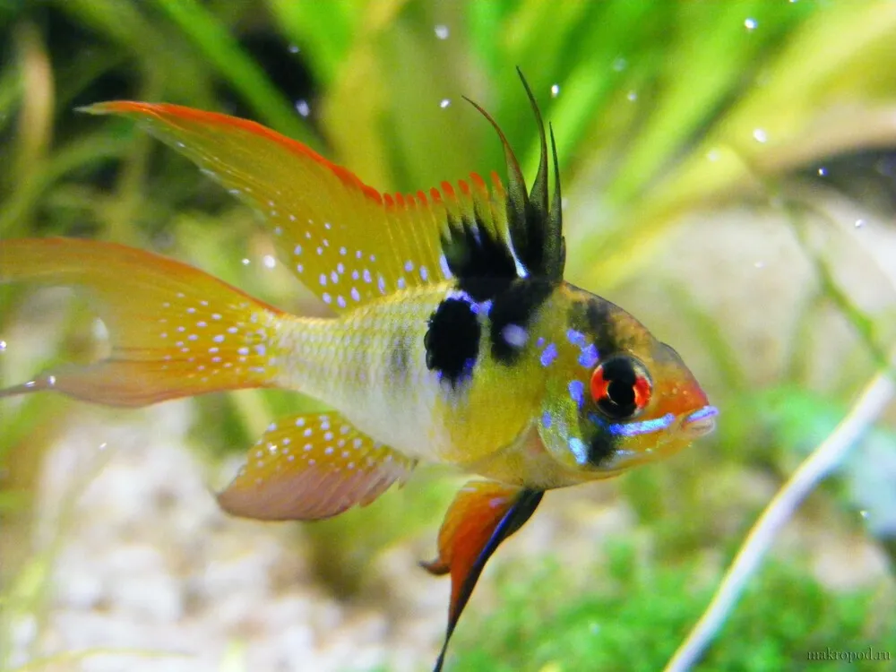 Blue Ram