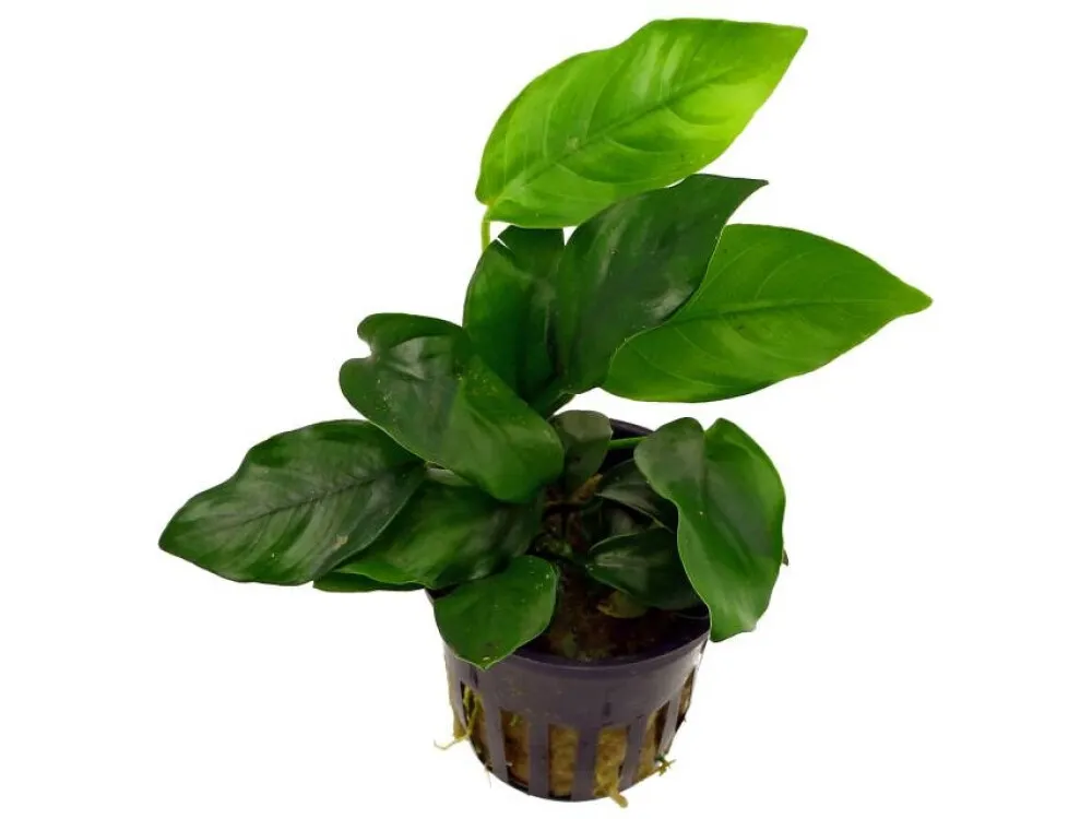 Anubias Nana