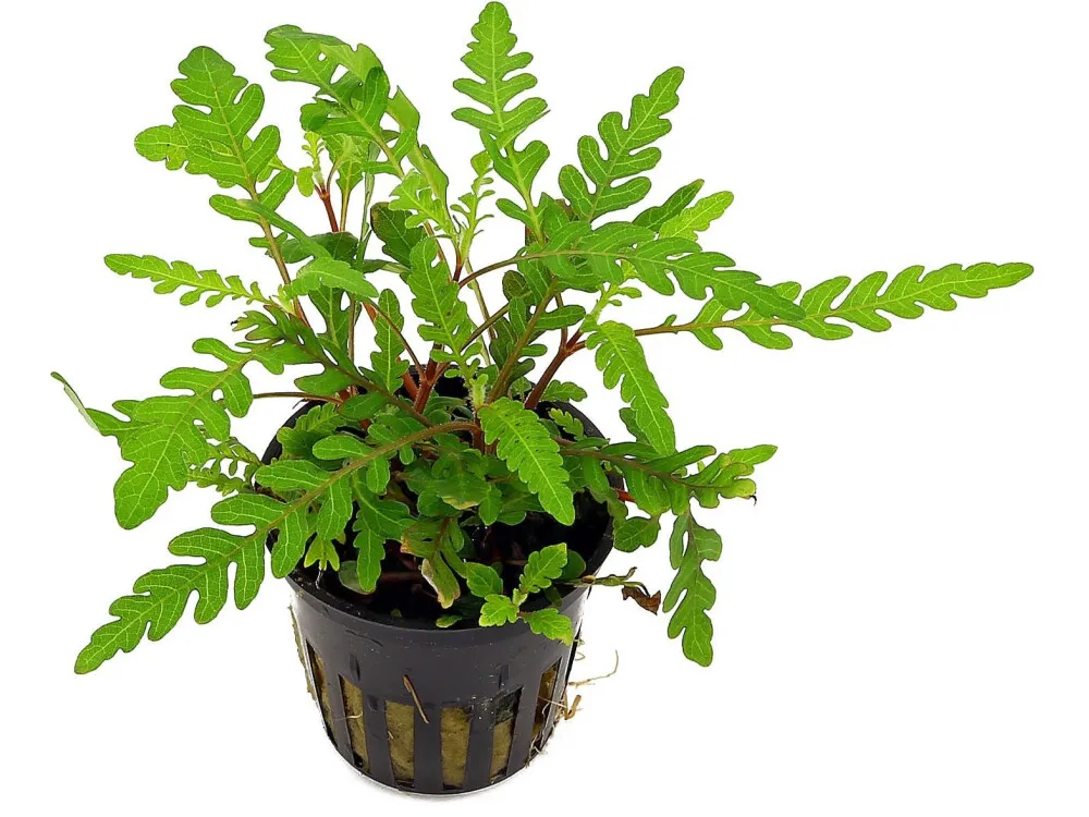 Pinnatifid Hygrophila