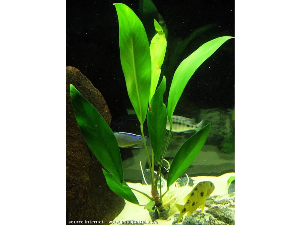 Glabra Anubias