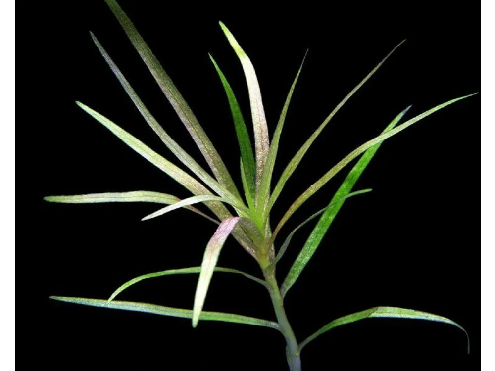 Alternate-leaf Blyxa