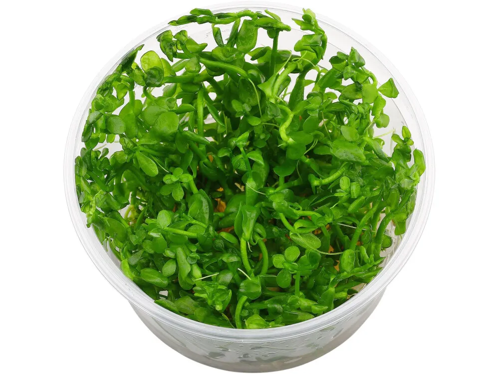 Moneywort