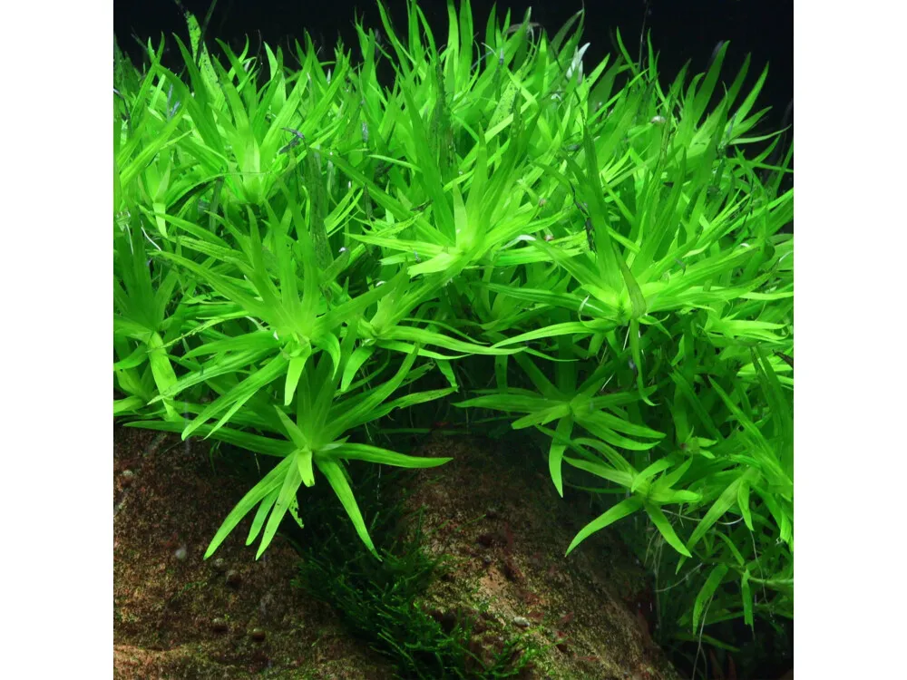 Star Grass