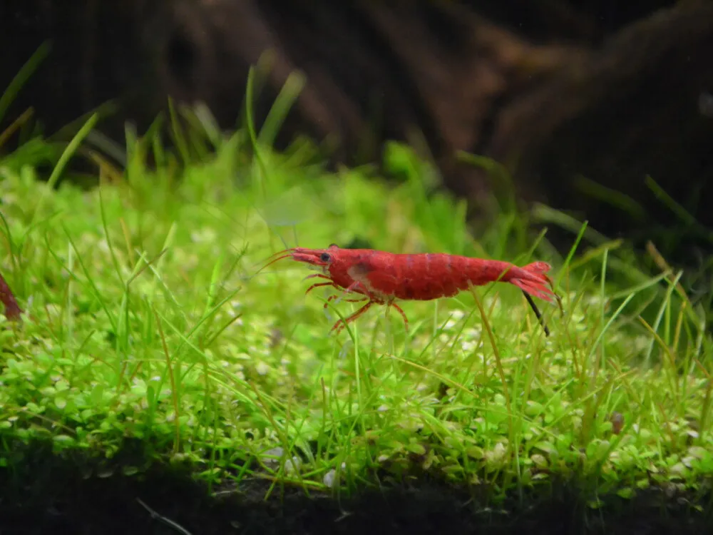 Cherry Shrimp