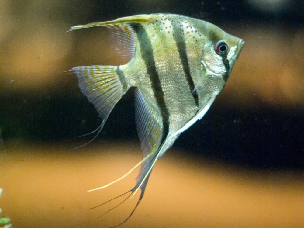 Angelfish