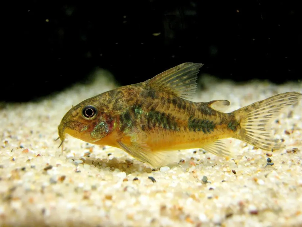 Peppered Corydoras