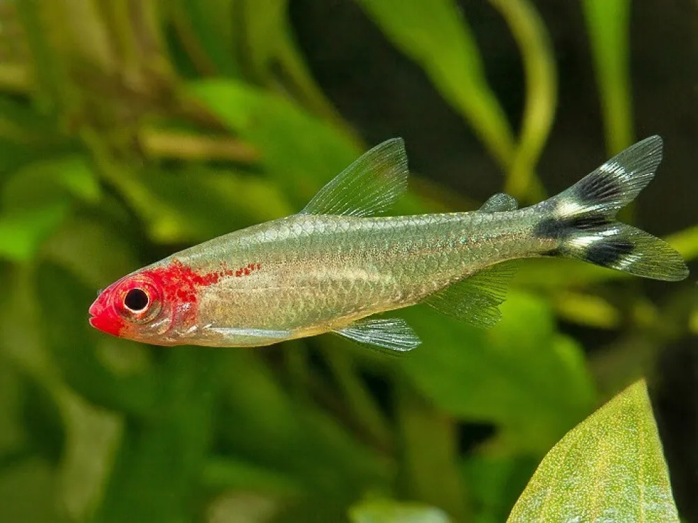 Rummy-nose Tetra