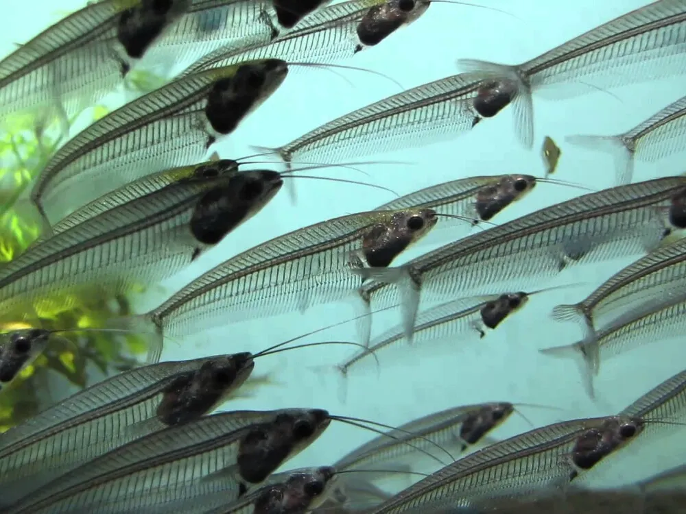 Glass Catfish