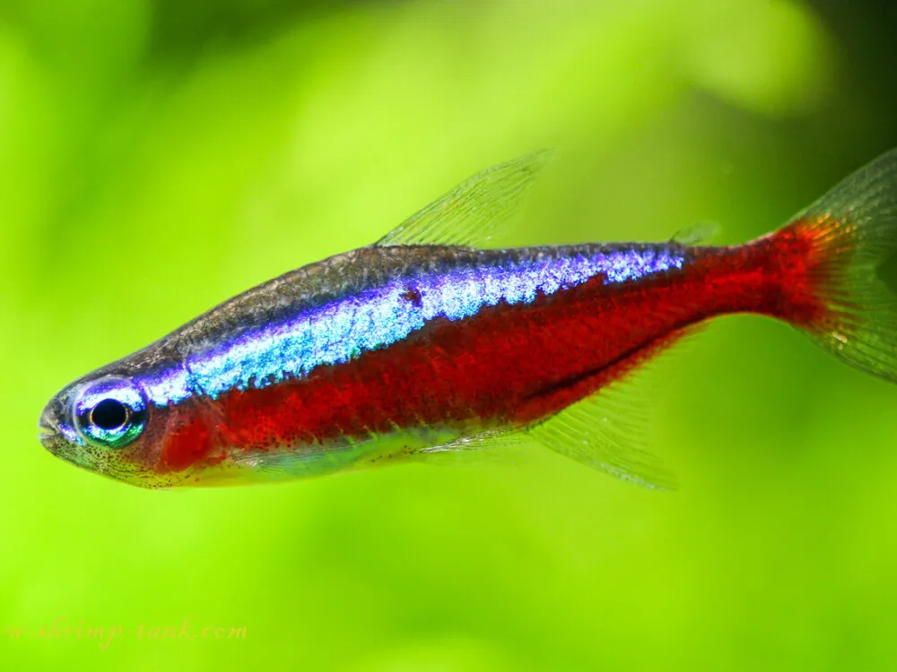 Cardinal Tetra