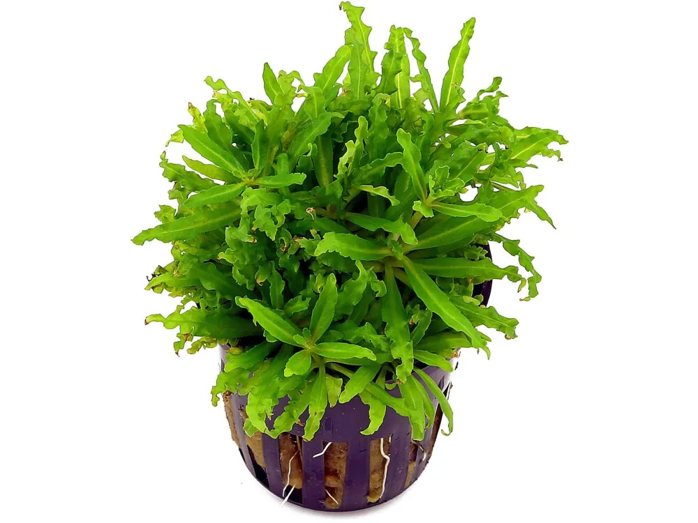 Downoi