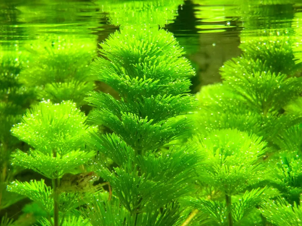 Green Cabomba