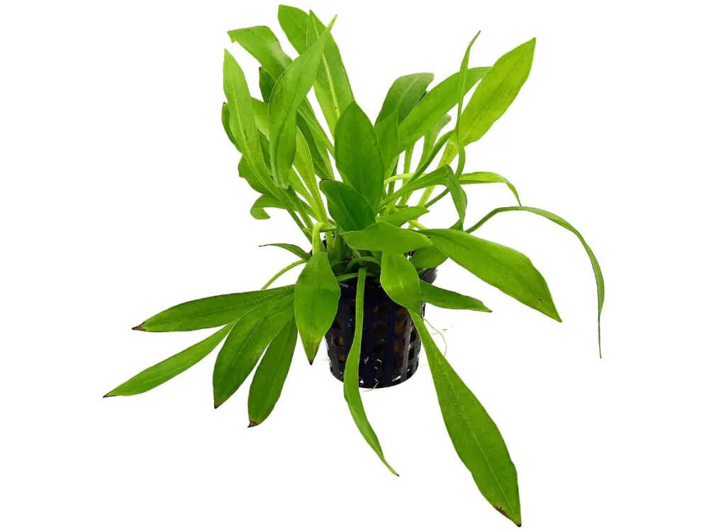 Dwarf Amazon Sword