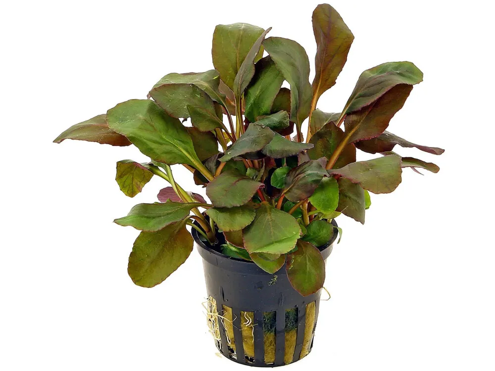 Cardinal Plant