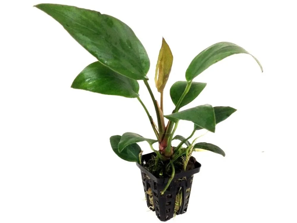 Spearleaf Anubias